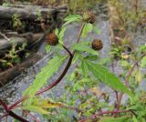 Bidens tripartita