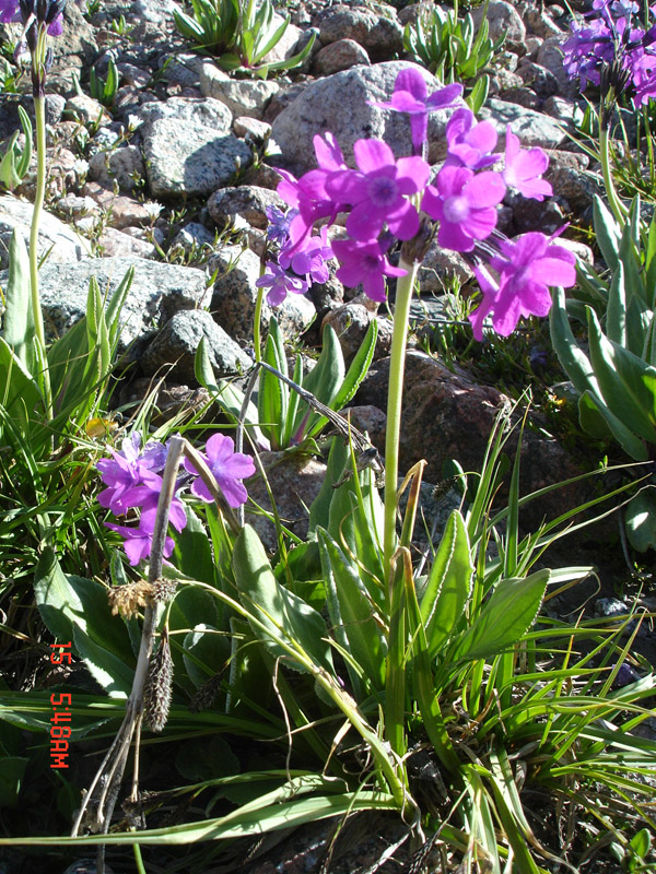 Image of Primula turkestanica specimen.