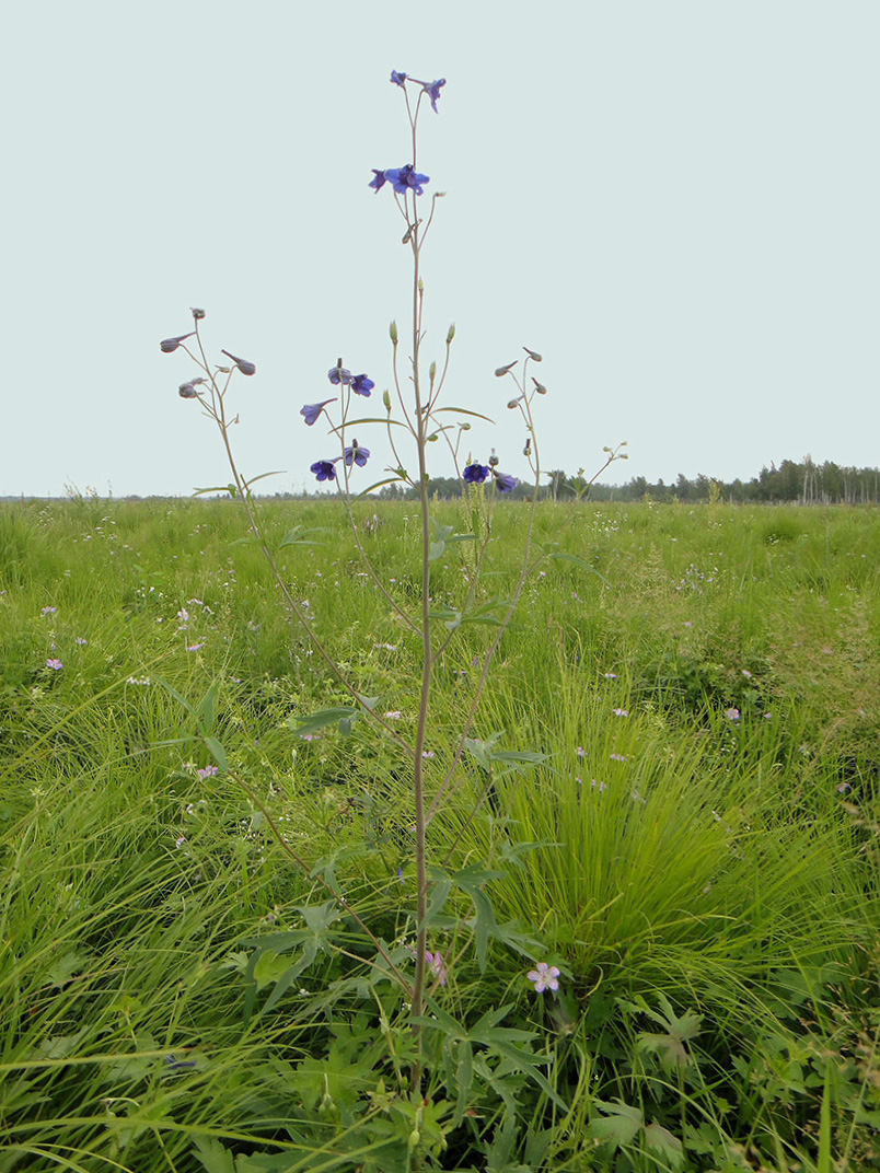 Изображение особи Delphinium cheilanthum.