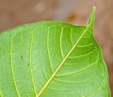 Ficus saussureana