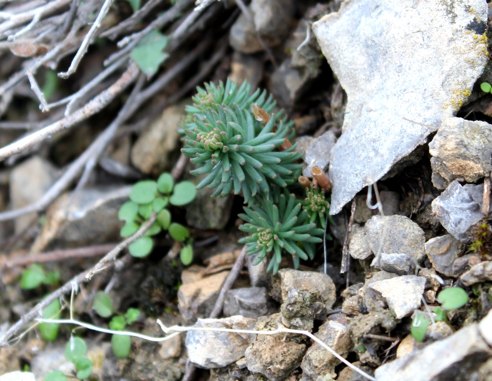 Image of Pseudosedum multicaule specimen.