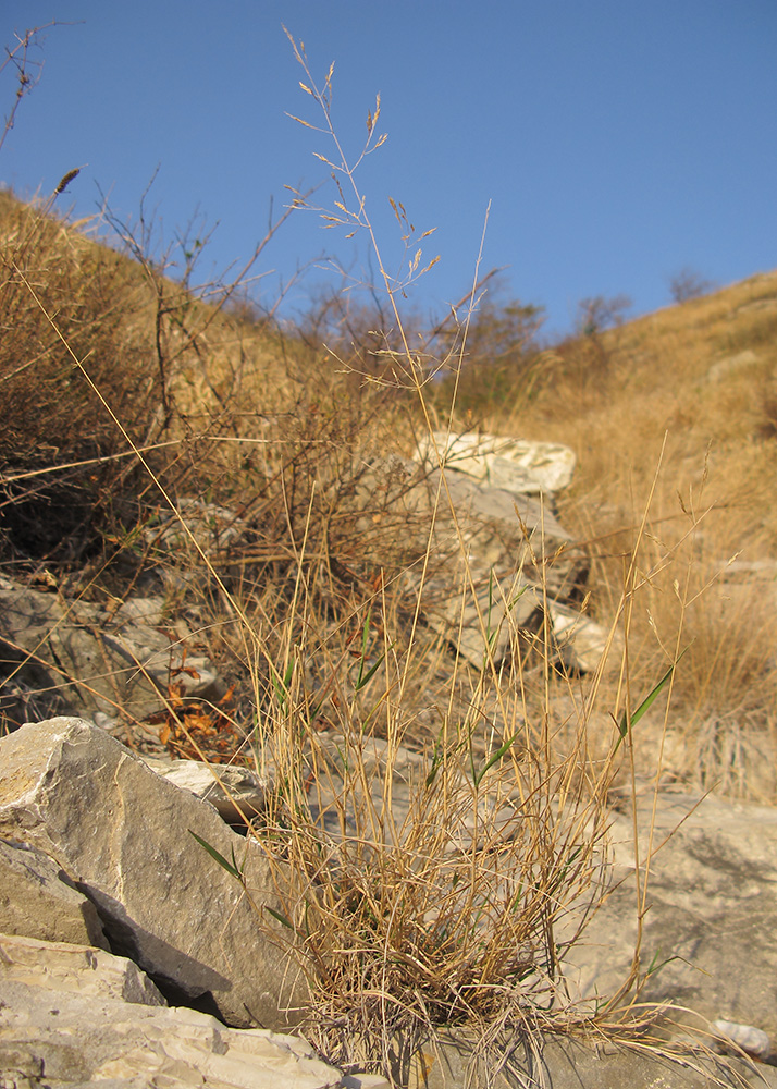 Image of Agrostis gigantea specimen.