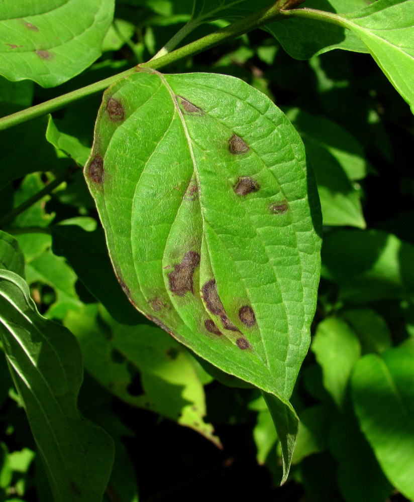 Image of familia Cornaceae specimen.