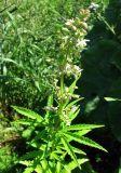 Cannabis sativa variety spontanea. Верхушка цветущего растения. Иркутская обл., пос. Листвянка, берег оз. Байкал, пустырь около частных домов. 22.07.2014.