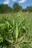Colchicum autumnale