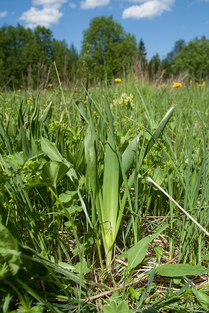 Image of Colchicum autumnale specimen.