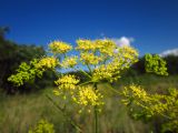 Peucedanum ruthenicum