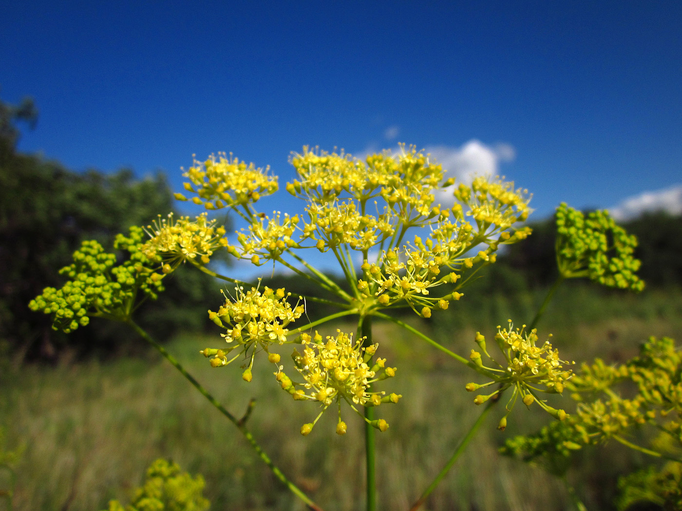 Изображение особи Peucedanum ruthenicum.