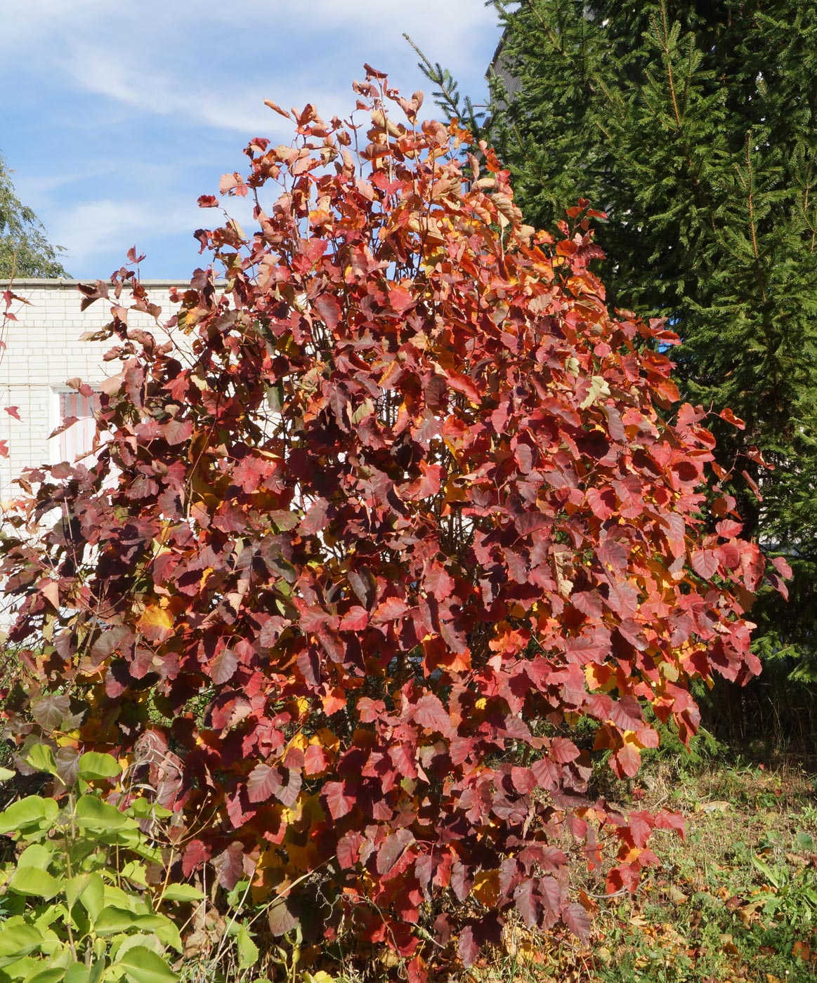 Изображение особи Crataegus mollis.