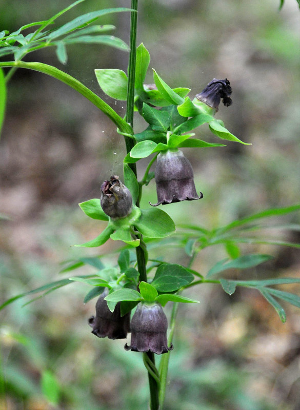 Изображение особи Codonopsis ussuriensis.