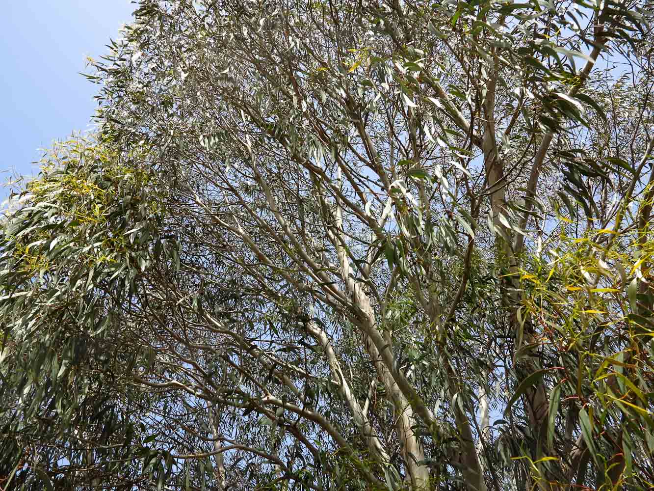 Image of Eucalyptus leucoxylon specimen.