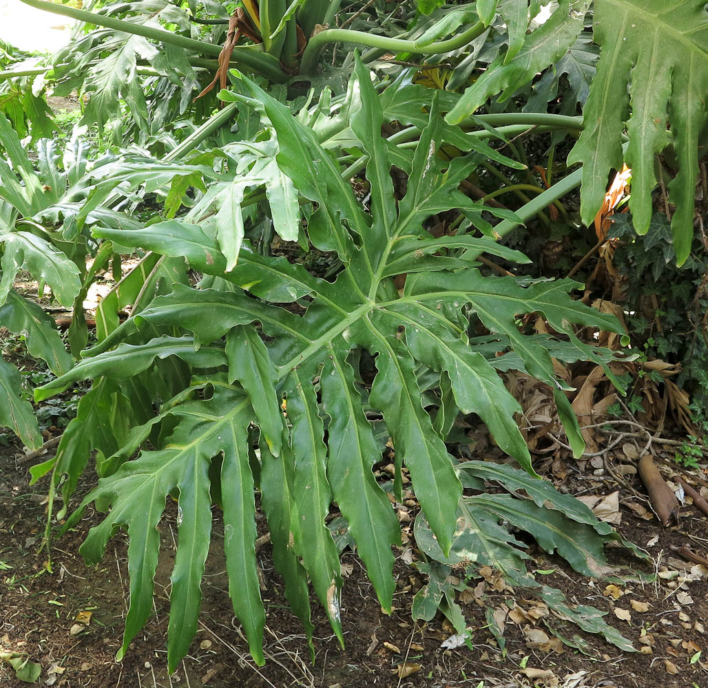 Image of Philodendron bipinnatifidum specimen.