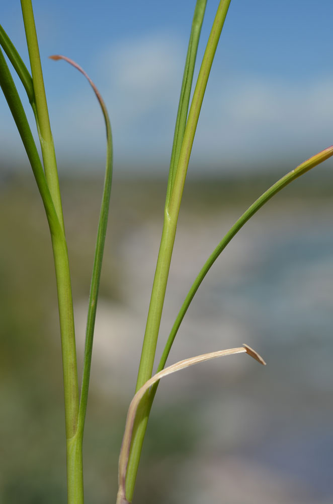 Image of Allium kaschianum specimen.