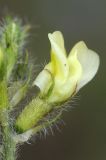 Oxytropis meinshausenii