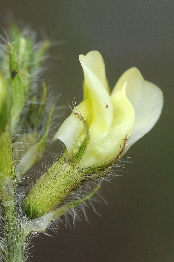 Image of Oxytropis macrocarpa specimen.