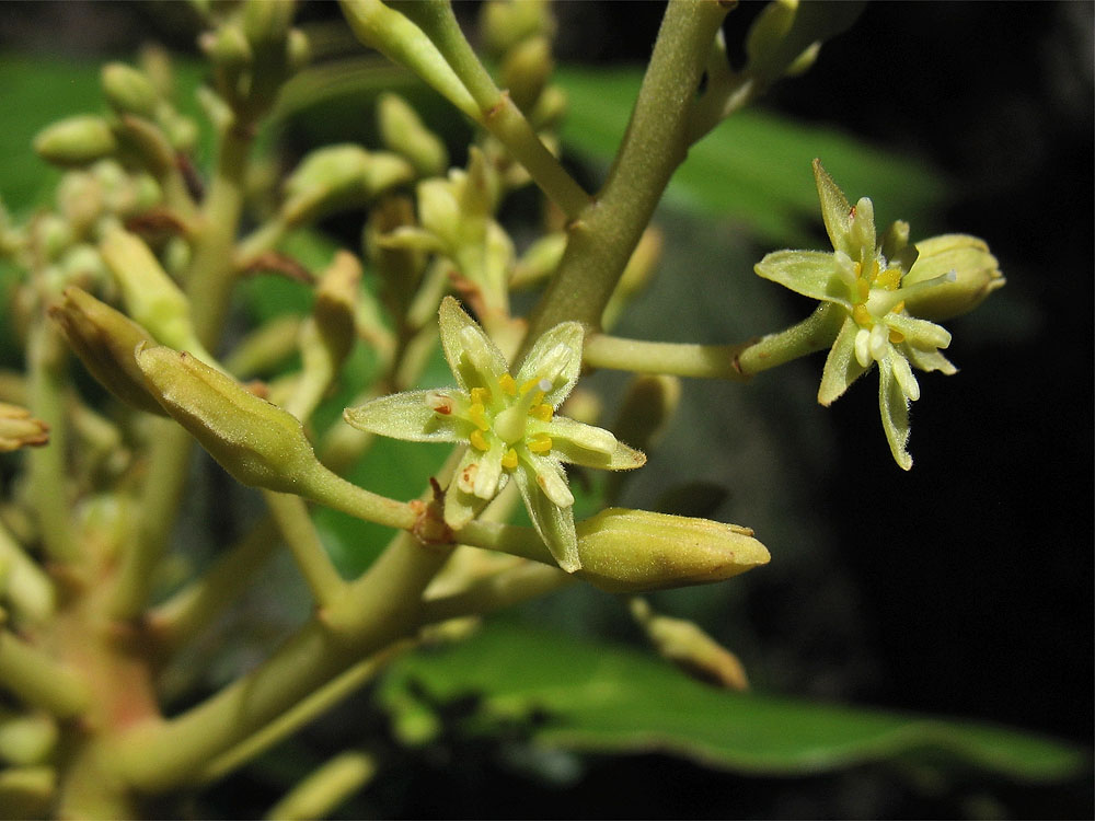 Image of Persea americana specimen.