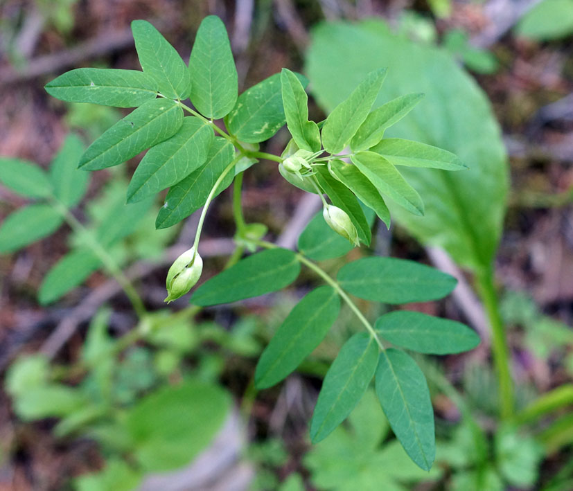 Image of Astragalus aksuensis specimen.