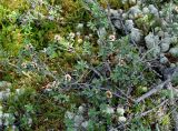 Rhododendron adamsii. Цветущее растение. Бурятия, Окинский р-н, падь Хи-Гол, ≈ 2000 м н.у.м. горная тундра. 11.07.2015.