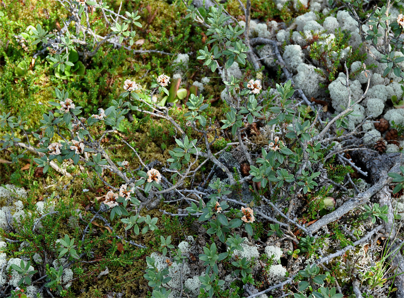 Image of Rhododendron adamsii specimen.