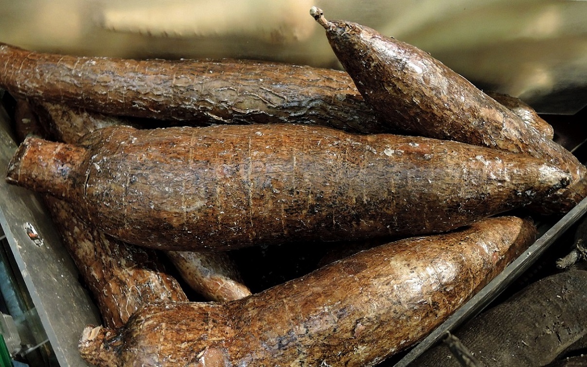 Image of Manihot esculenta specimen.