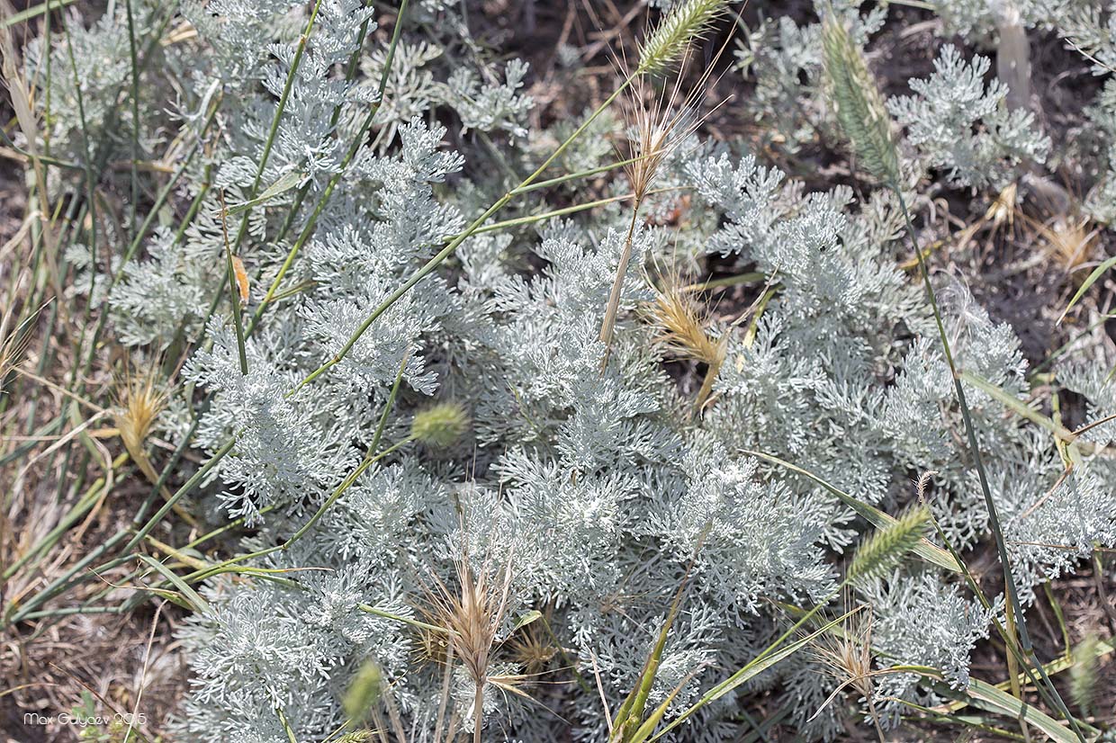 Image of genus Artemisia specimen.