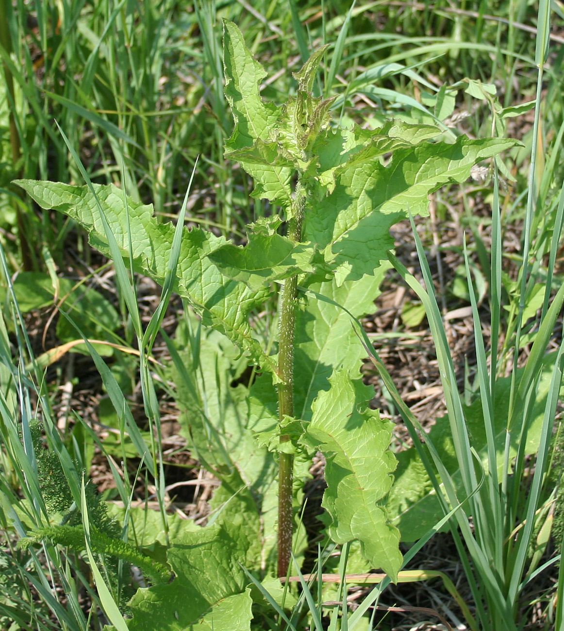 Image of Crepis sibirica specimen.
