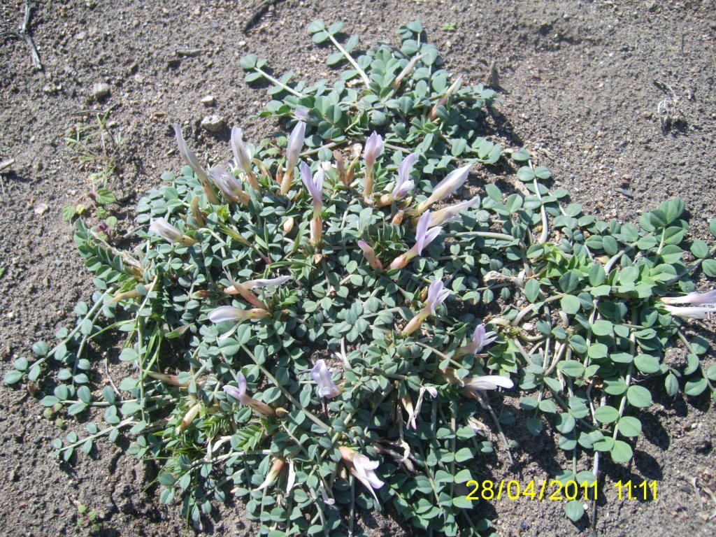 Изображение особи Astragalus paradoxus.