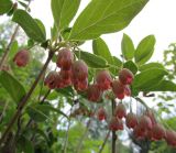 Enkianthus campanulatus