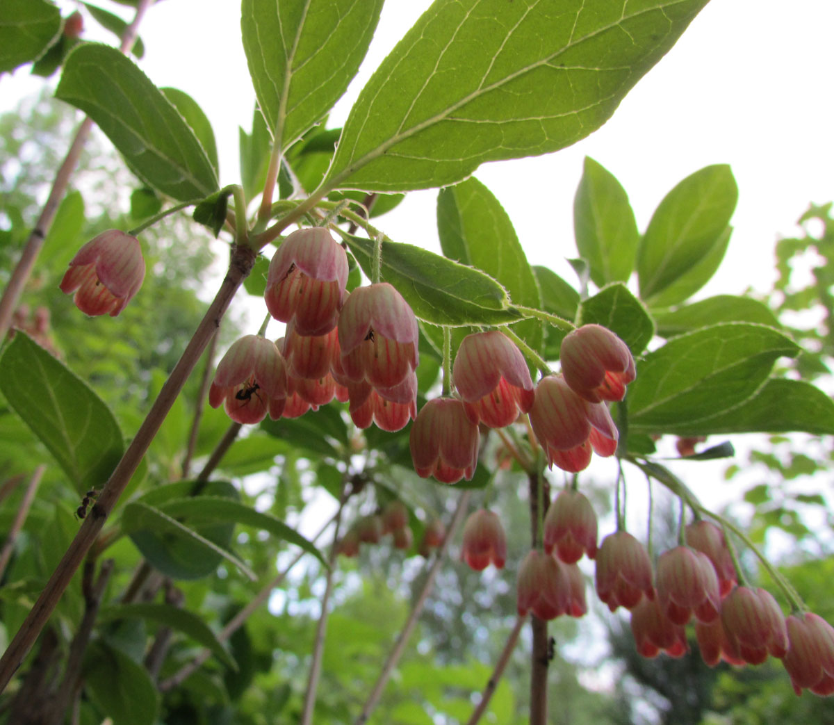 Image of Enkianthus campanulatus specimen.