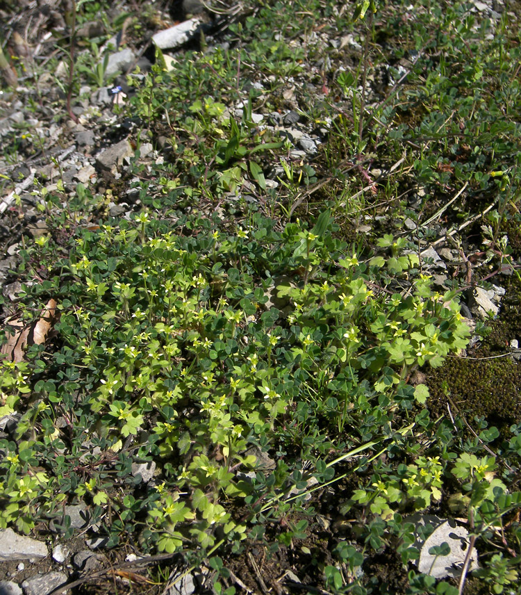 Изображение особи Ranunculus chius.