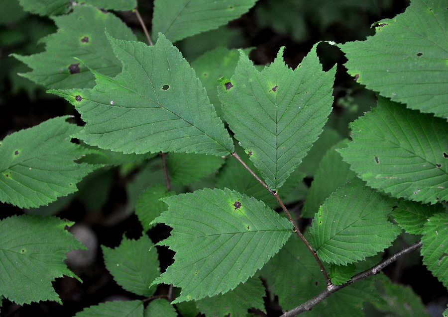 Image of Ulmus laciniata specimen.