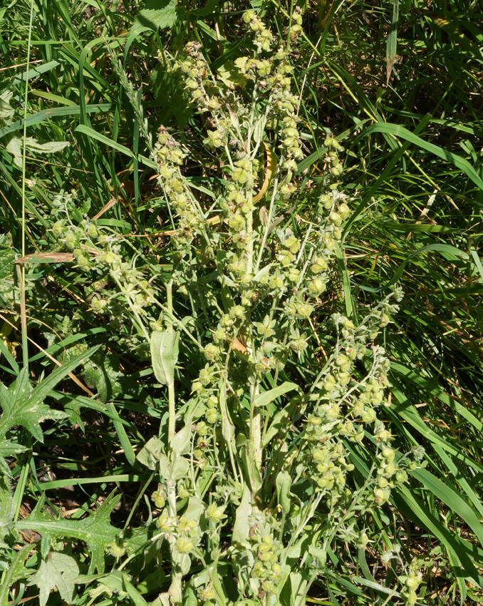 Image of Cynoglossum officinale specimen.