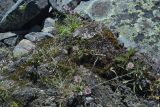 Erigeron eriocalyx. Цветущие растения. Юго-Восточный Алтай, Северо-Чуйский хребет, верховья долины Машей. Начало августа 2008 г.