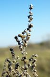 Artemisia absinthium