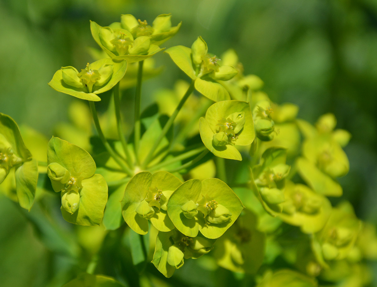 Изображение особи Euphorbia virgata.