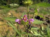 Galeopsis bifida