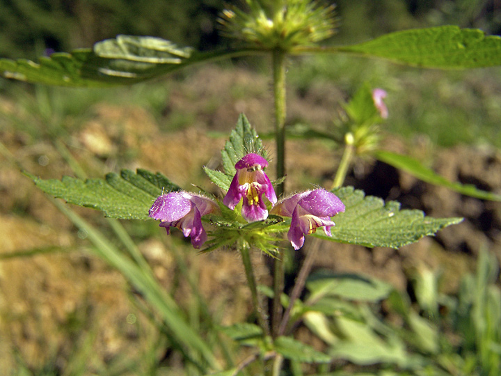 Image of Galeopsis bifida specimen.