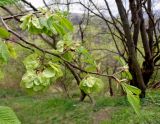 Ulmus minor