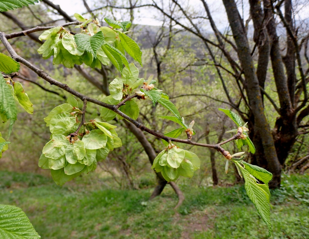 Image of Ulmus minor specimen.