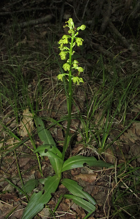 Image of Orchis punctulata specimen.