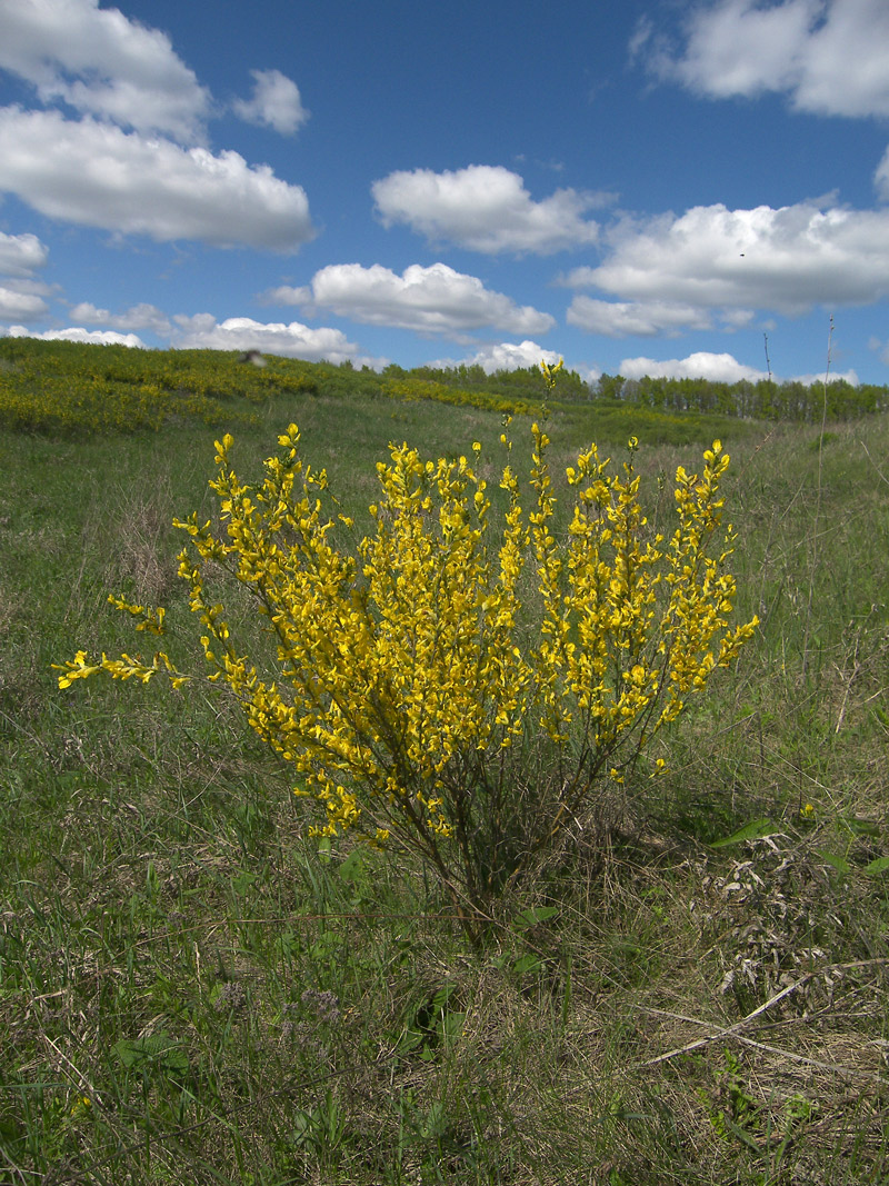 Изображение особи Chamaecytisus ruthenicus.