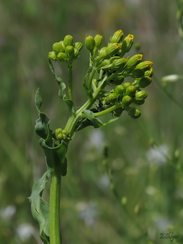 Изображение особи Senecio schwetzowii.