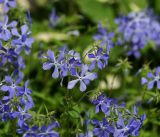 Phlox divaricata