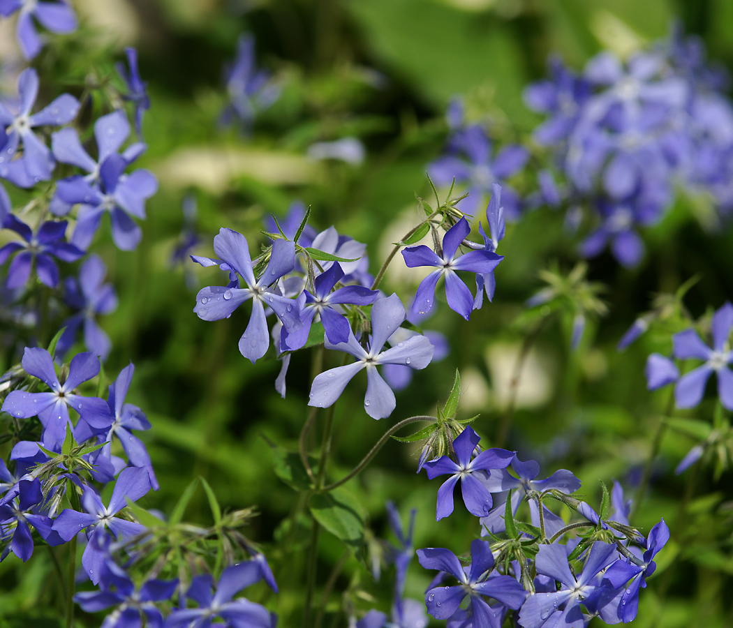 Image of Phlox divaricata specimen.