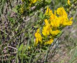 Chamaecytisus ruthenicus