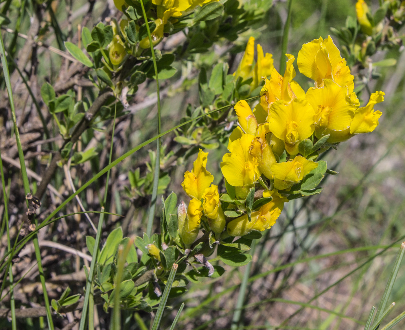 Изображение особи Chamaecytisus ruthenicus.