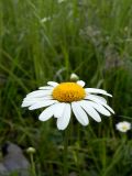 Leucanthemum