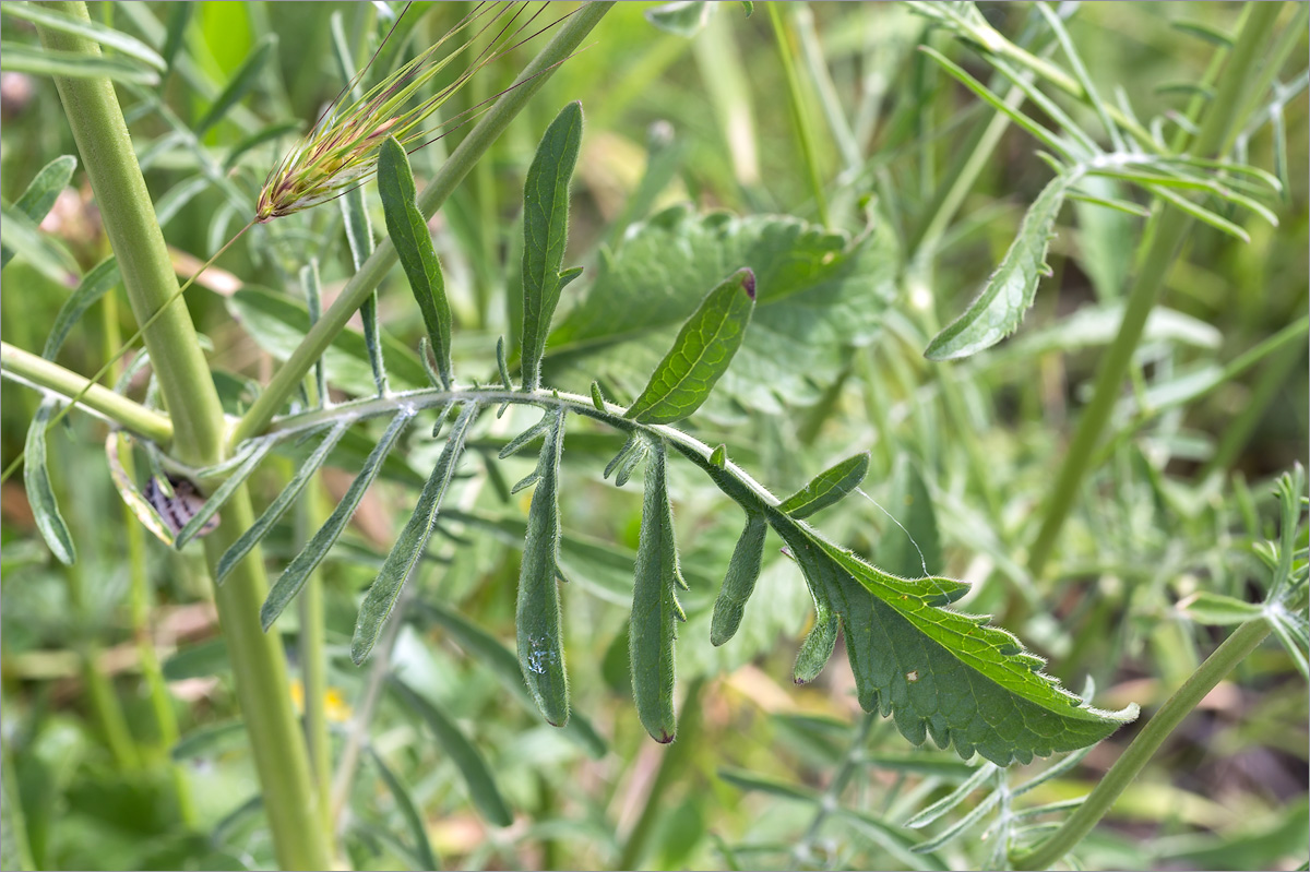 Image of Sixalix atropurpurea ssp. maritima specimen.