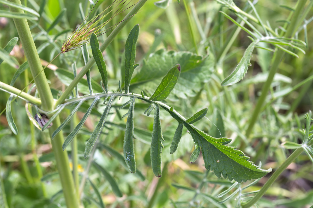 Изображение особи Sixalix atropurpurea ssp. maritima.