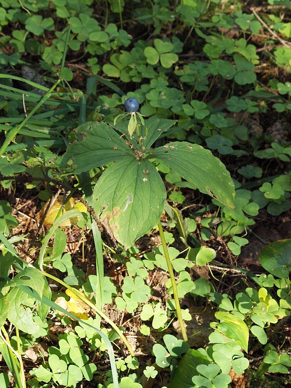 Image of Paris quadrifolia specimen.